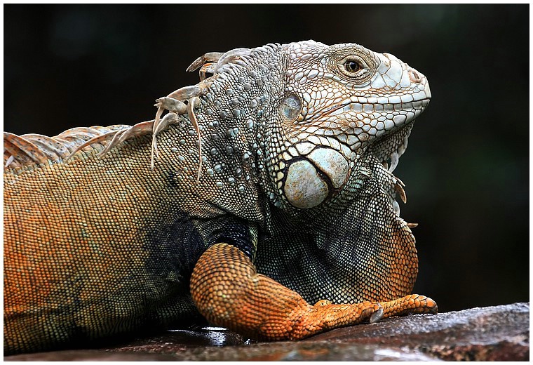 Iguana