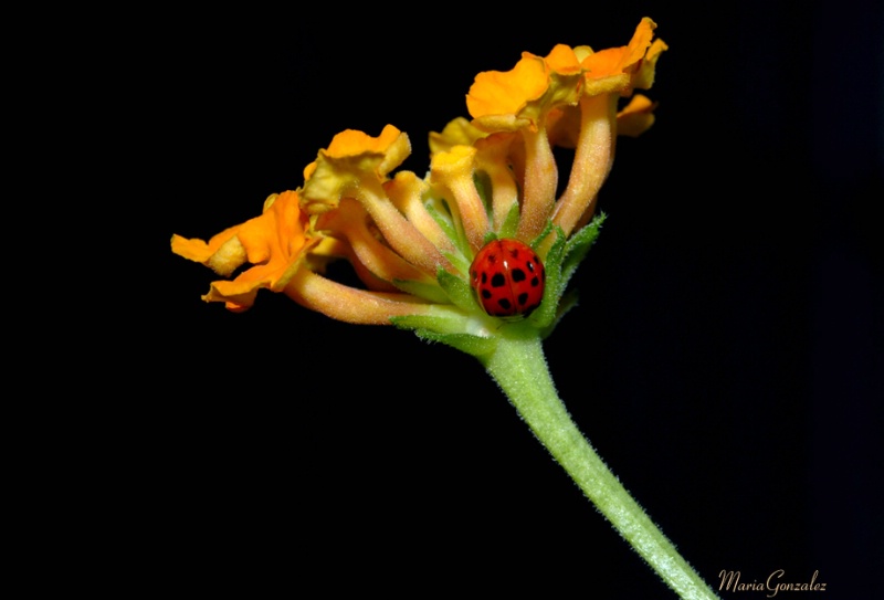 Ladybug 