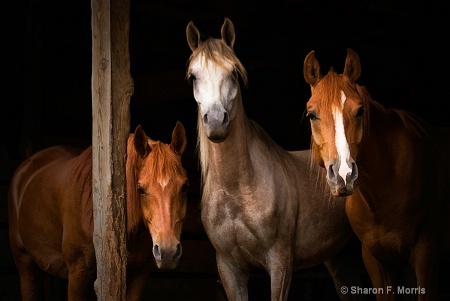 Three Arabians