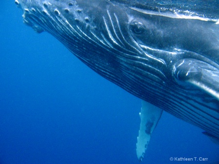 Humpback Whale Baby 