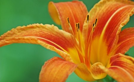 Tiger Lily