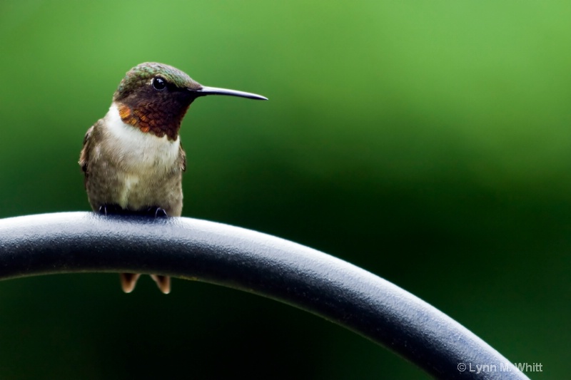 hummingbird