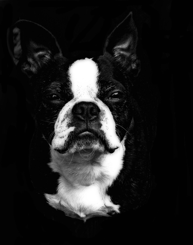 Boston Terrier