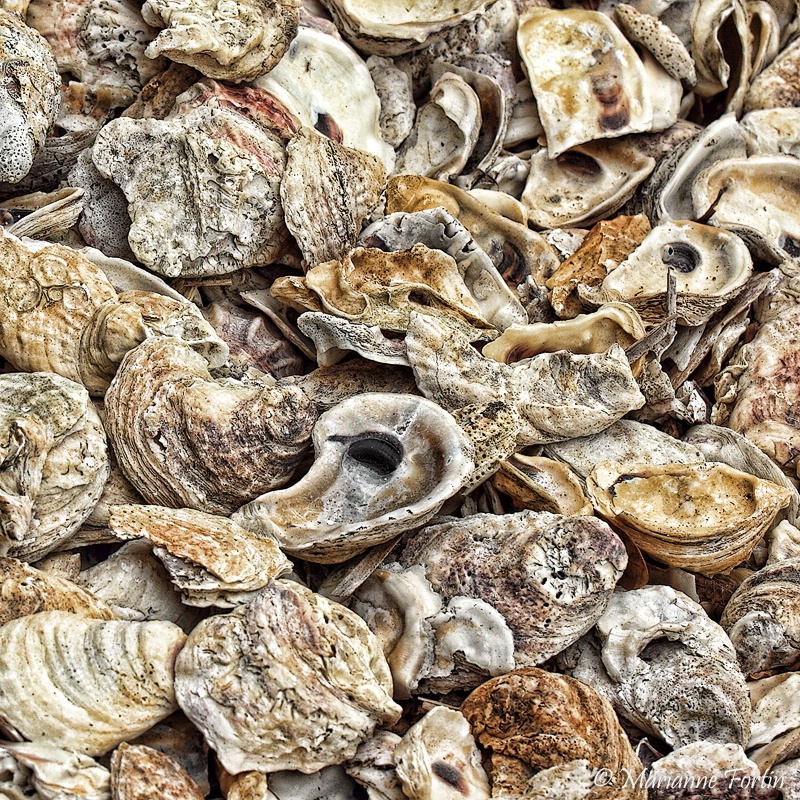 shells