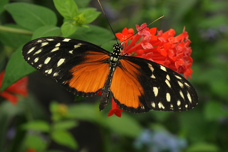 Tiger longwing