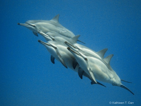 Five Dolphins (not enhanced)