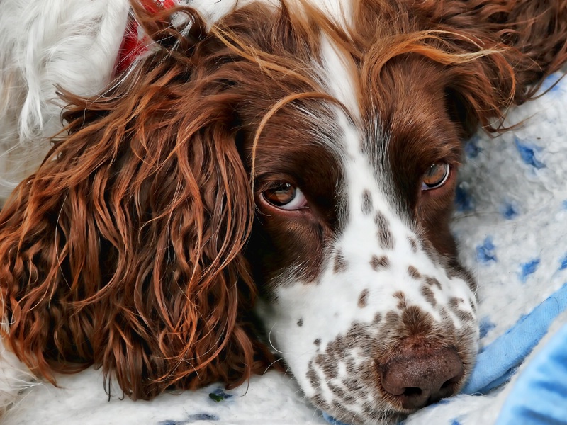 Snuggled Poppy 