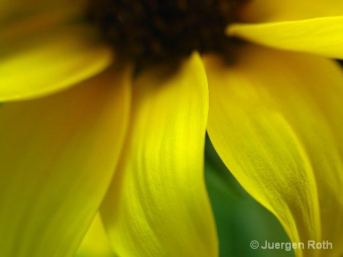 Sunflower I - ID: 8557641 © Juergen Roth