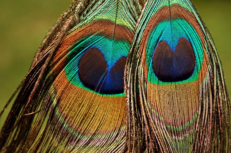 ~Eye Feather Duo~