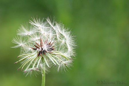 Dandelion