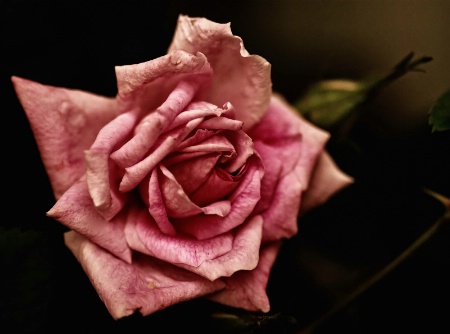 A Pink Rose