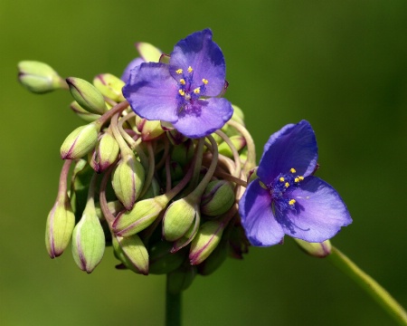 Purple Wildflower