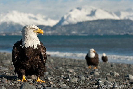 Bald Eagle Environmental Portrait