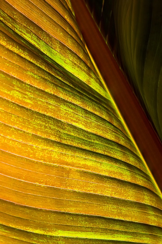 Backlit Leaf