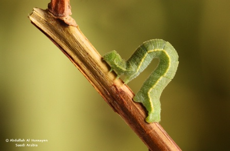 caterpillar 