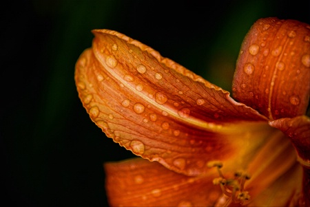 Sunshower