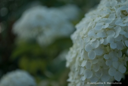 Hydrangea - low f-stop