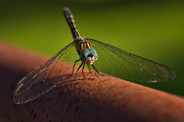 Dragonfly