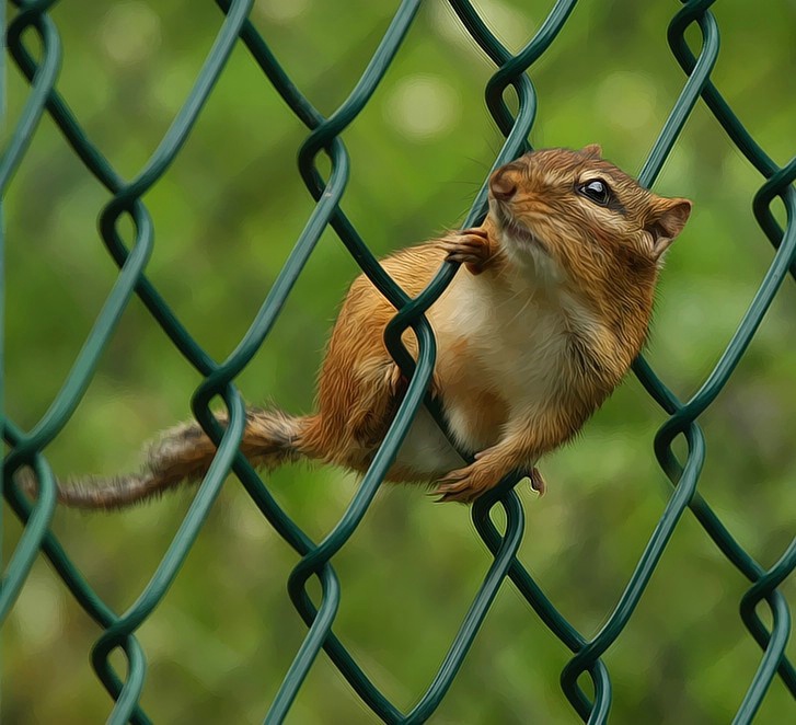 Chipmunk On The Fence