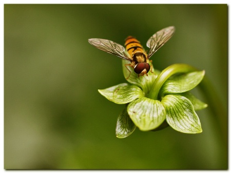 Episyrphus balteatus