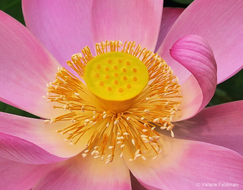 Heart of a Lotus