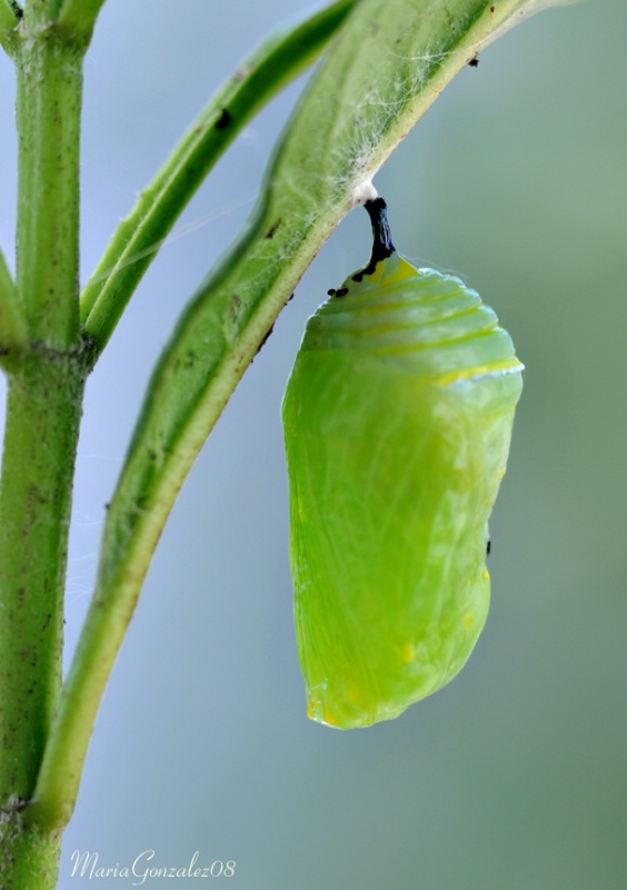 A Monarch In Two Weeks