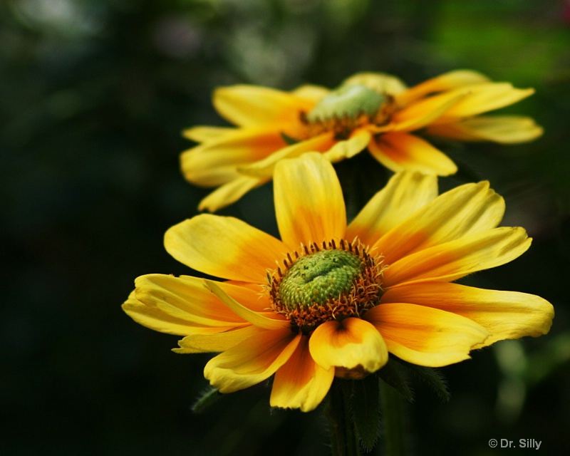 Morning Flower