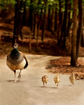 here come the peacocks