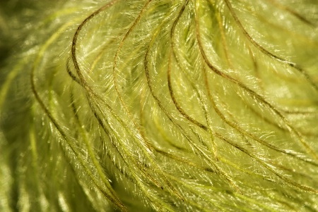 Pasqueflower Seedhead