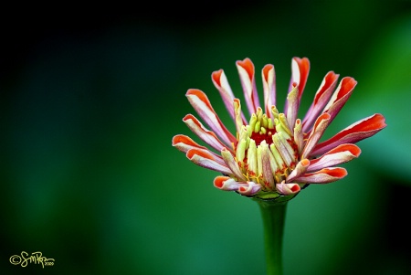 Garden Zinnia Bloom