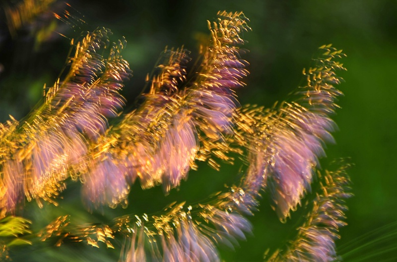 Greeting The Evening Sun