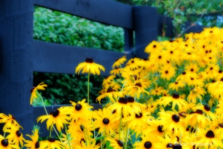 Black-eyed Susans