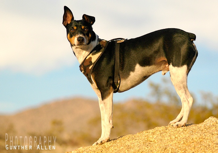 Chipper Standing Guard