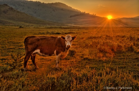 Sunset Cow