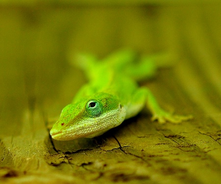 Lookin' an anole right in the eye!