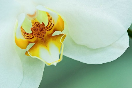 White Orchid