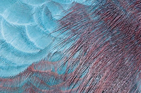 pattern 3  feathers 