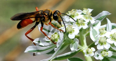 Great Golden Digger Wasp