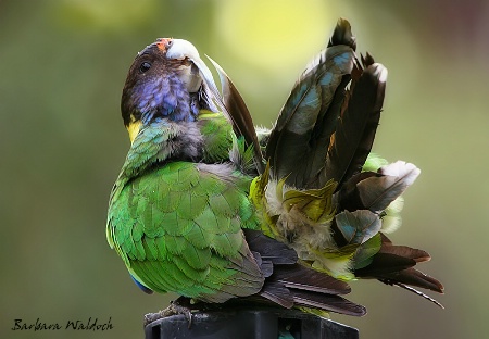 Bird arrangement