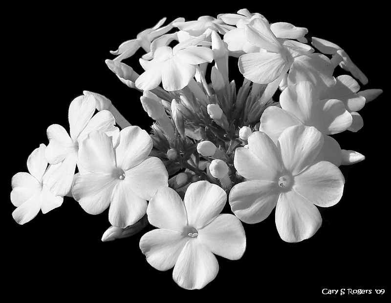 Phlox Cluster 4 - B&W