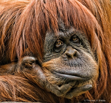 Orangutan