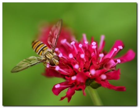 Bee in red