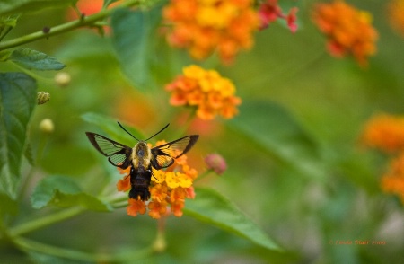 Clear Winged Moth