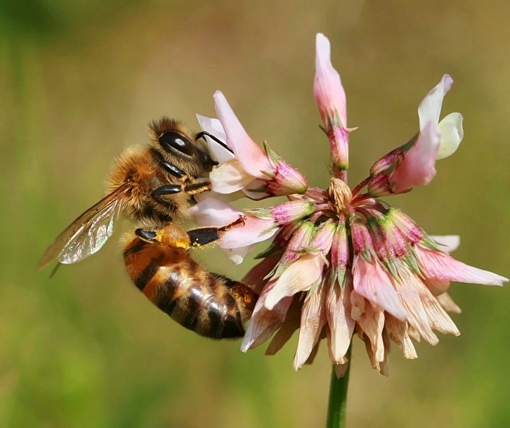 Flower And The Bee