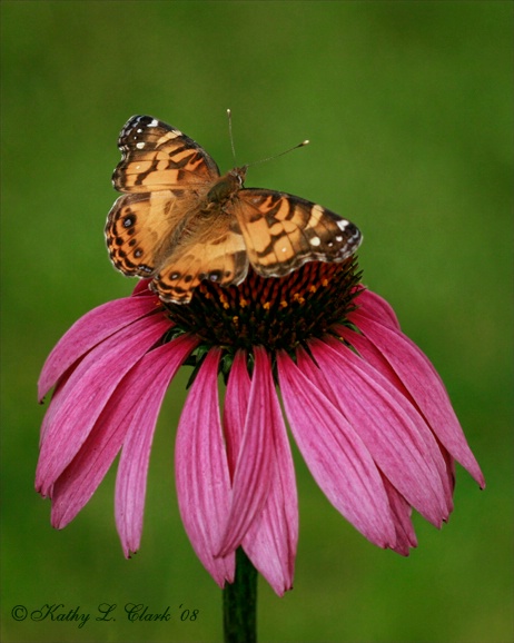 Butterfly Delight