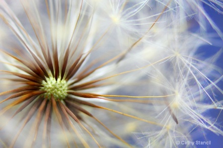 Dandelion