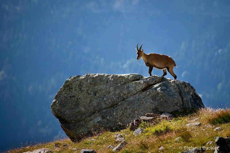 queen of Mt. Blanc