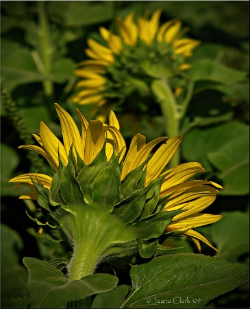 ~ SUNFLOWERS! ~