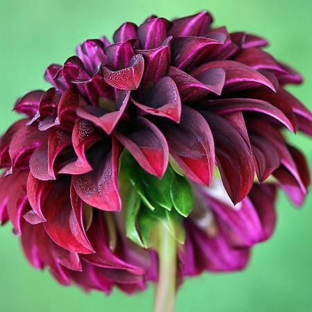 dahlia