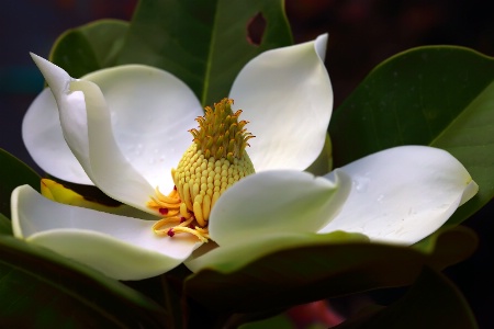 Portrait of a White Flower